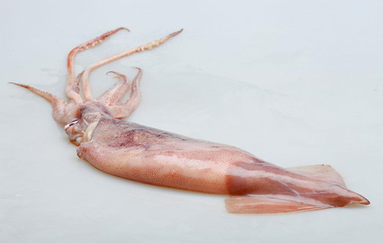 海鮮報關(guān)代理